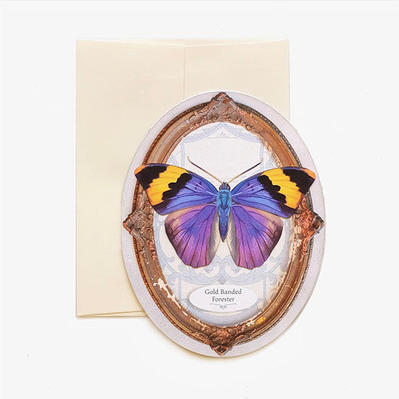 Greeting Card  'Pop-Out' Gold Banded Forester Butterfly Oval