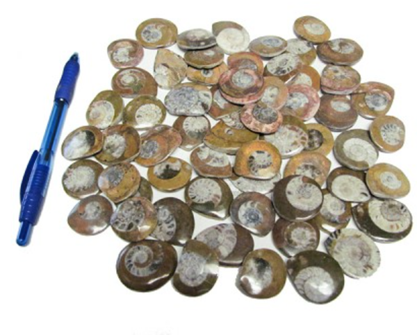 Ammonite fossile tombée