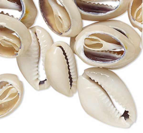 Coquille de cauri tombée