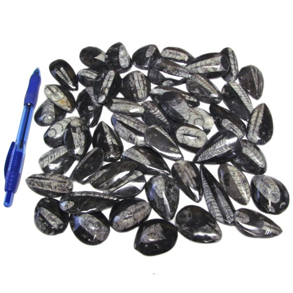 Orthoceras fossile dégringolé