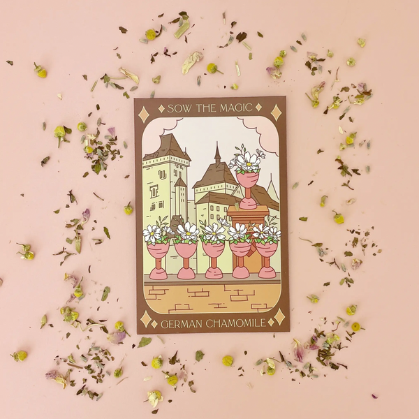 Jardin de tarot de camomille allemande + paquet de graines cadeau