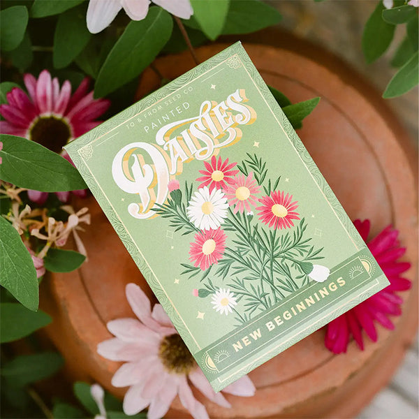 Floriography Seed Packet - Painted Daisies (New Beginnings)