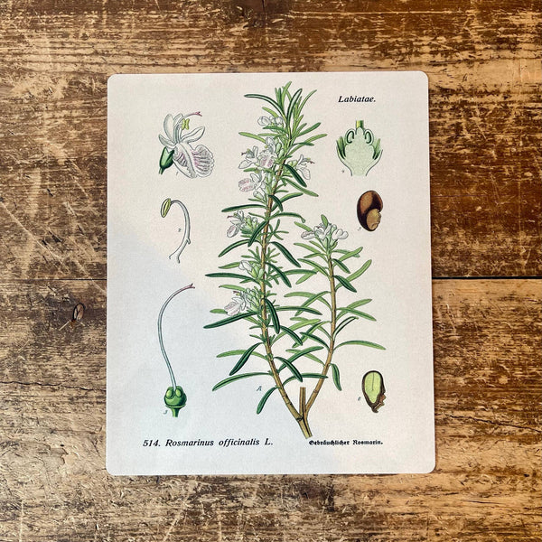 Metal Sign: Herbs - Rosemary