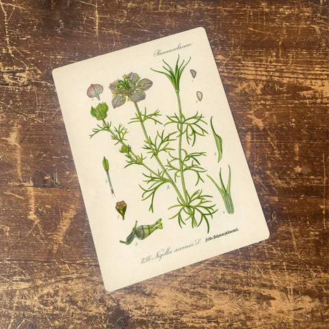 Metal Sign: Herbs - Wild Fennel
