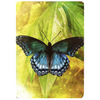 Butterfly Affirmations Deck - Alana Fairchild/Jimmy Manton