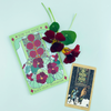 Black Velvet Nasturtium Tarot Garden + Gift Seed Packet