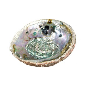 Shell Abalone  Natural 7